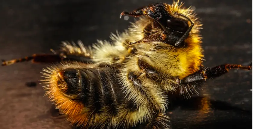 À cause des pesticides, les abeilles pollinisent moins bien les récoltes