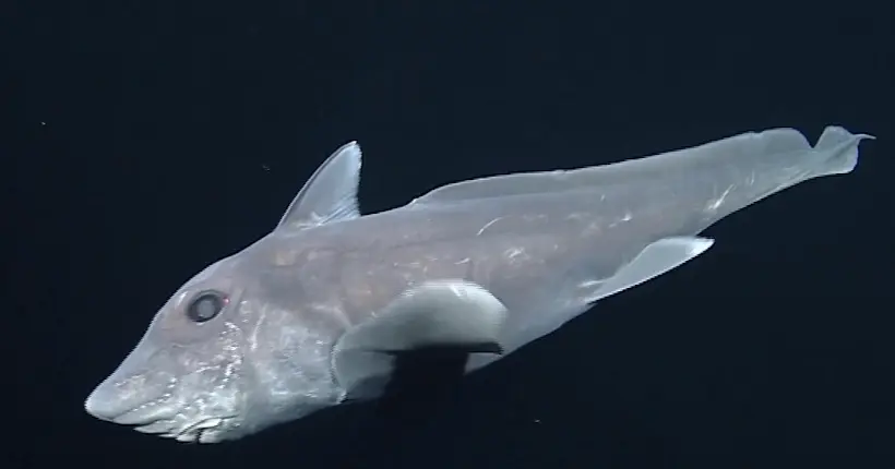 Vidéo : un “requin fantôme” filmé pour la première fois vivant