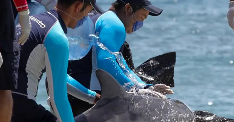Une vingtaine de dauphins échoués sur la plage de Cancún ont été sauvés