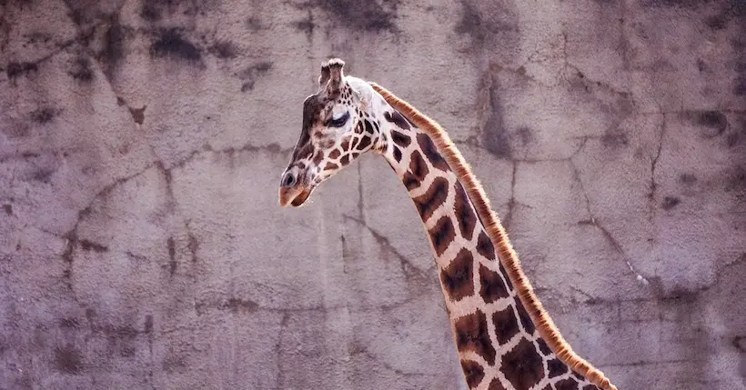 Les girafes sont, elles aussi, menacées d’extinction