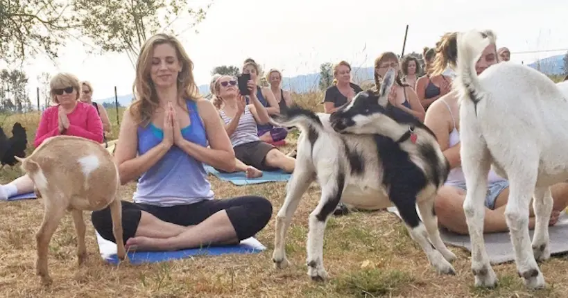 Nouvelle tendance zen : faire du yoga avec des chèvres