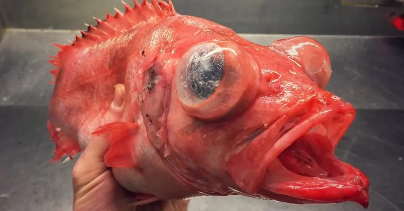 En images : les poissons les plus improbables croisés par un pêcheur russe