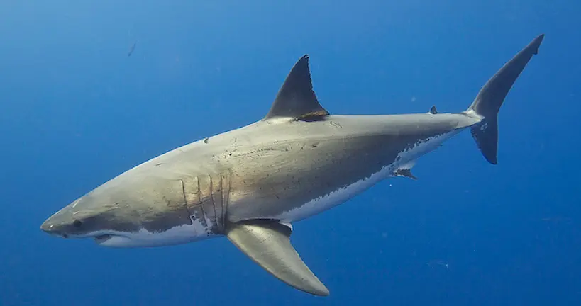 En Afrique du Sud, des drones pour repérer les requins dangereux près des plages