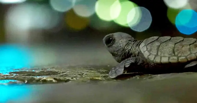 La BBC sauve des bébés tortues sur le tournage de Planet Earth II