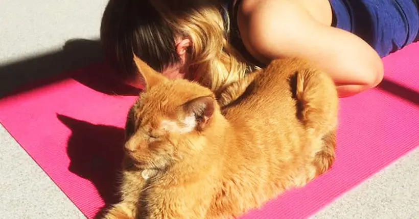 Aux États-Unis, un refuge propose des cours de yoga avec des chats à adopter