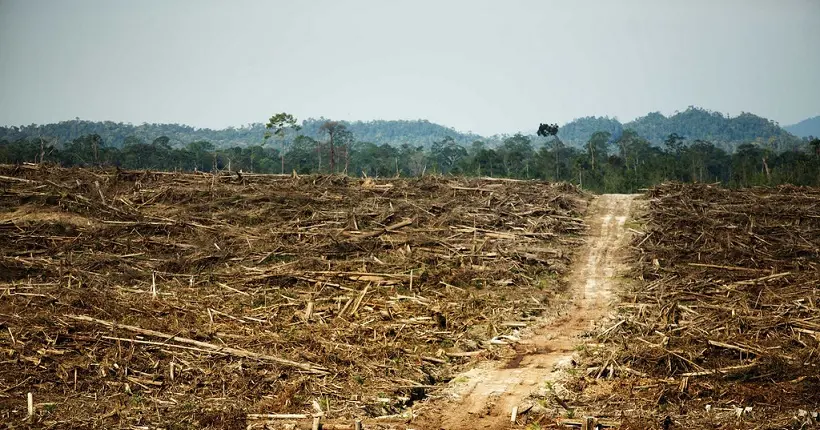 Des chercheurs français auraient trouvé une alternative à l’huile de palme