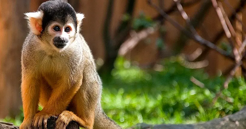 Les singes pourraient bientôt disparaître de la planète