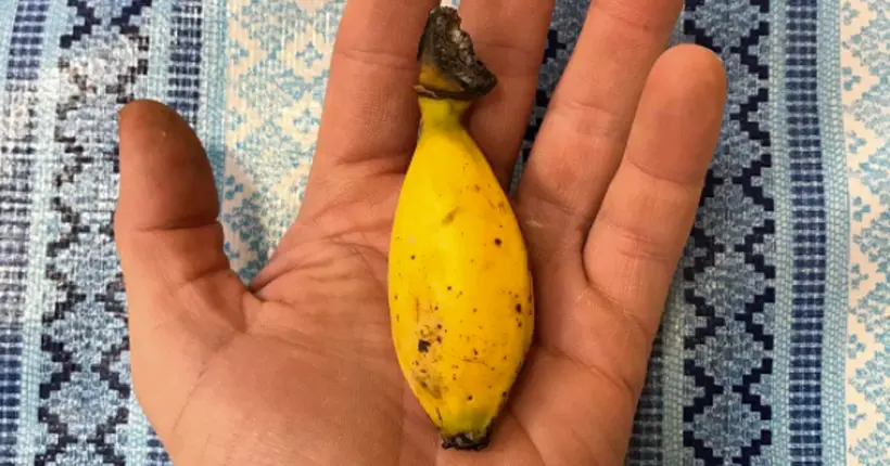 Dans la famille des fruits improbables, la “figue pomme”, cette banane miniature au goût de pomme