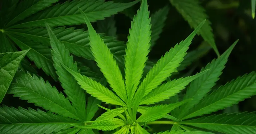 Dix jours après l’avoir légalisé, le Nevada est déjà à court de cannabis