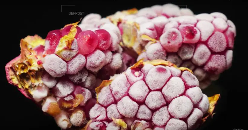 Vidéo : la fascinante décongélation des fruits filmée en gros plan