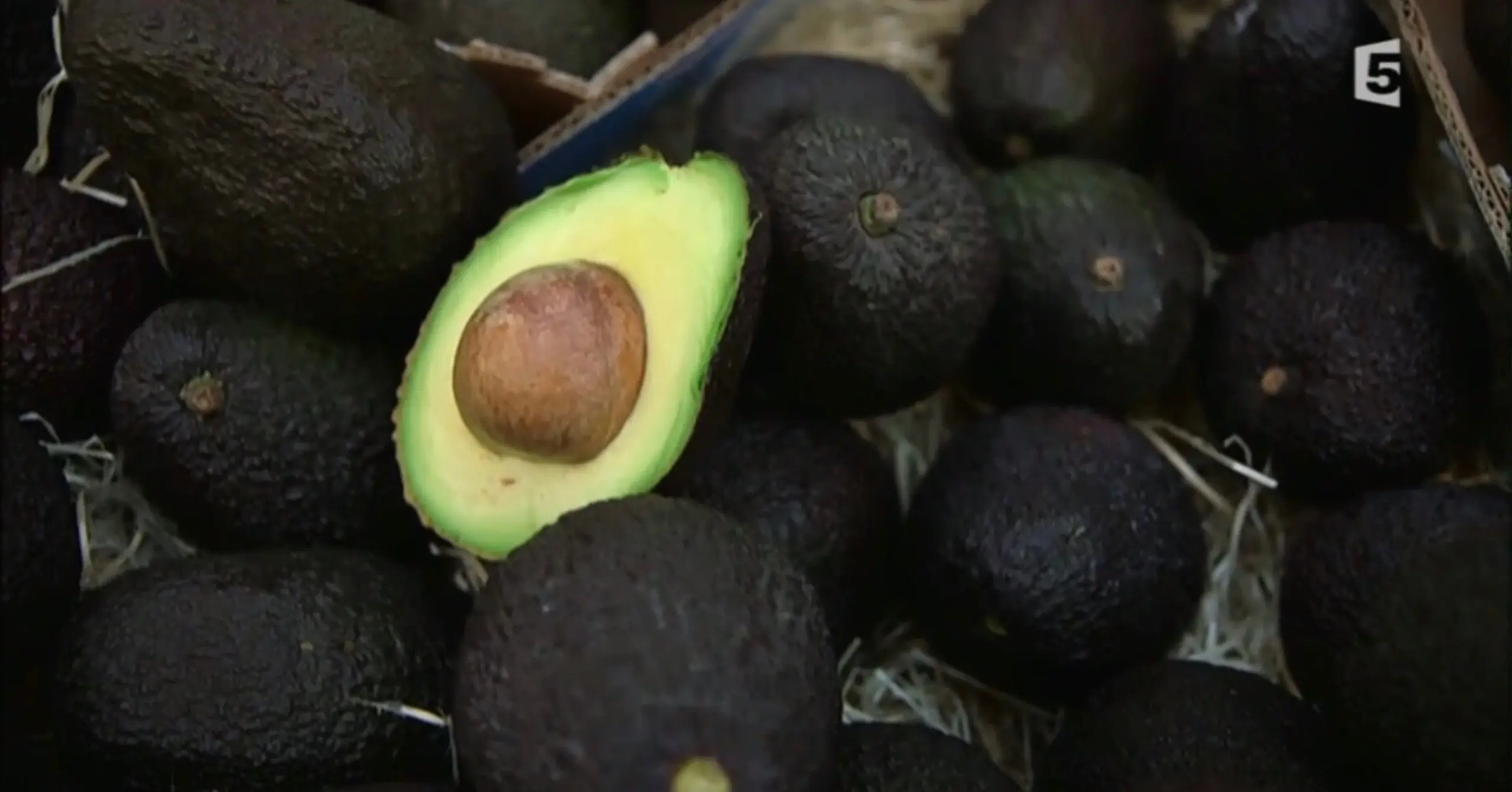 L’avocat, l’or vert qui menace l’environnement en Amérique latine