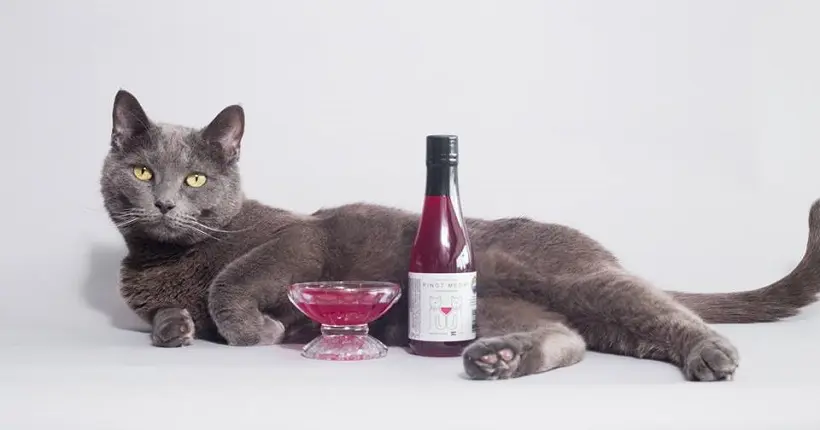 Trinquez avec votre matou : voici le vin pour chat