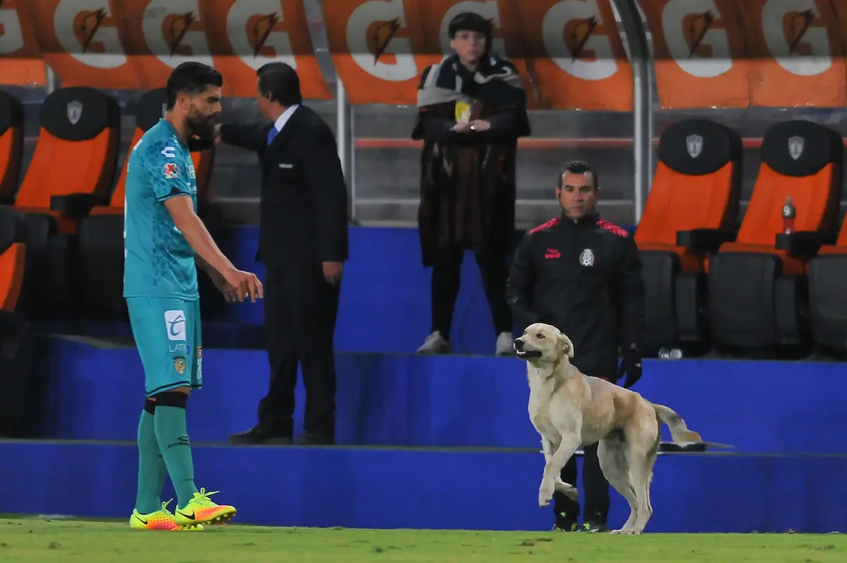 Vidéo : au Mexique, un match interrompu deux fois, par un chien puis un chat