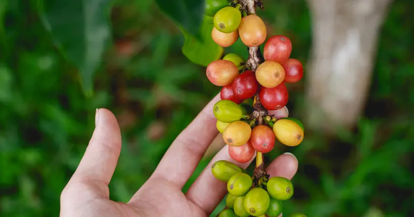 Le “fruit du café”, cet aliment hyper-nutritif jusqu’à présent laissé pour compte