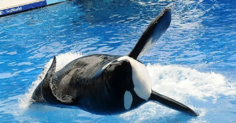 Pourquoi la mort de Tilikum, “l’orque tueuse” de Sea World, doit marquer la fin des attractions marines