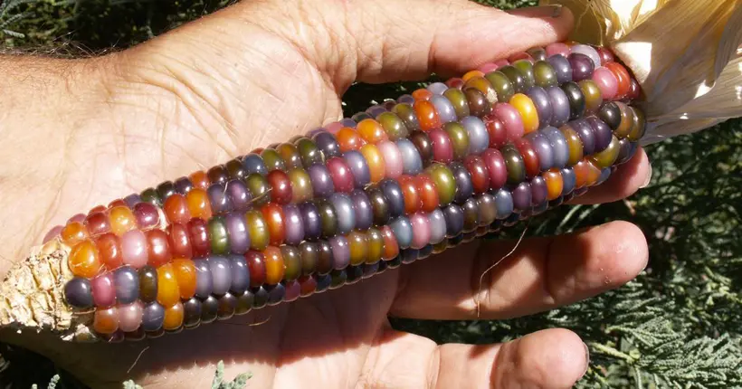 Le “Glass Gem”, ce maïs aux couleurs de l’arc-en-ciel qui fascine Internet
