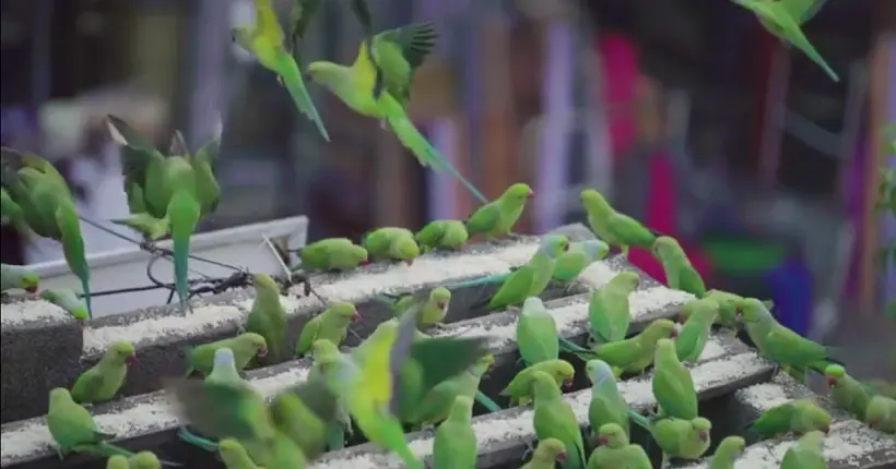 Vidéo : en Inde, un homme est pote avec 8 000 perruches