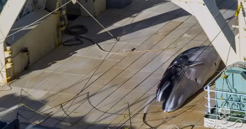 L’ONG Sea Shepherd prend un navire japonais en flagrant délit de chasse à la baleine