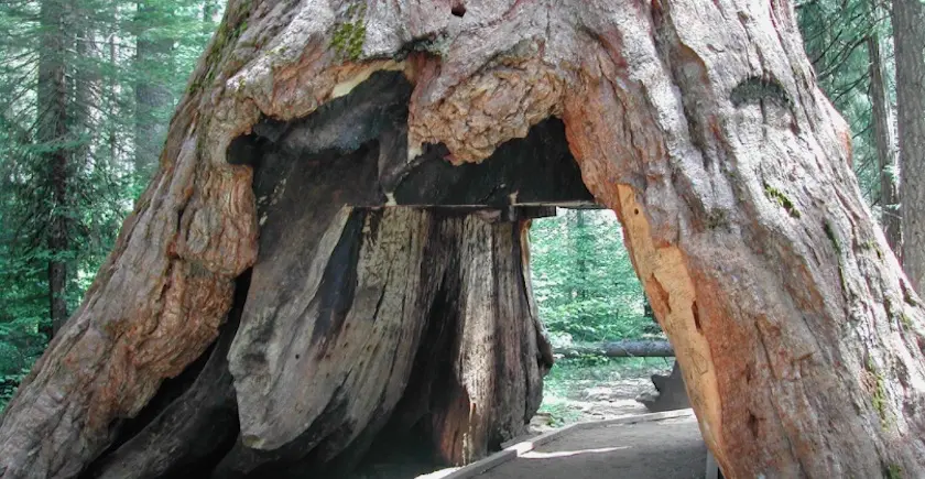 Après une tempête, un séquoia millénaire s’écroule en Californie