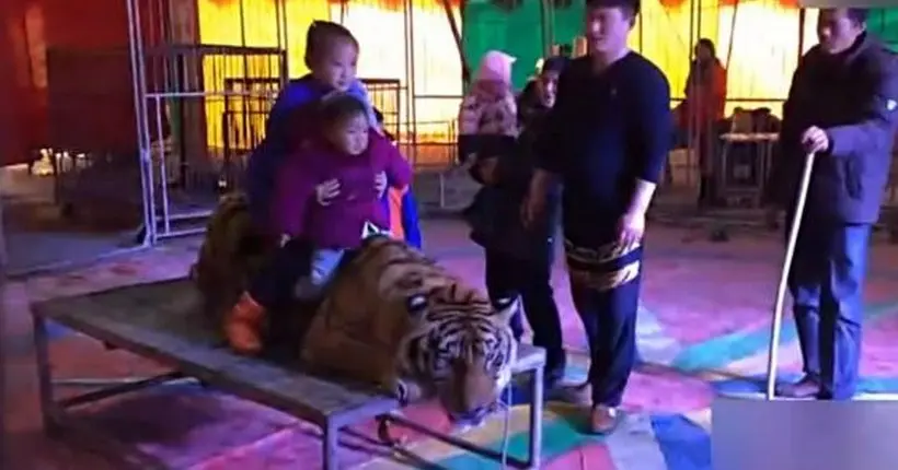 En Chine, la vidéo d’un tigre forcé de prendre la pose fait scandale
