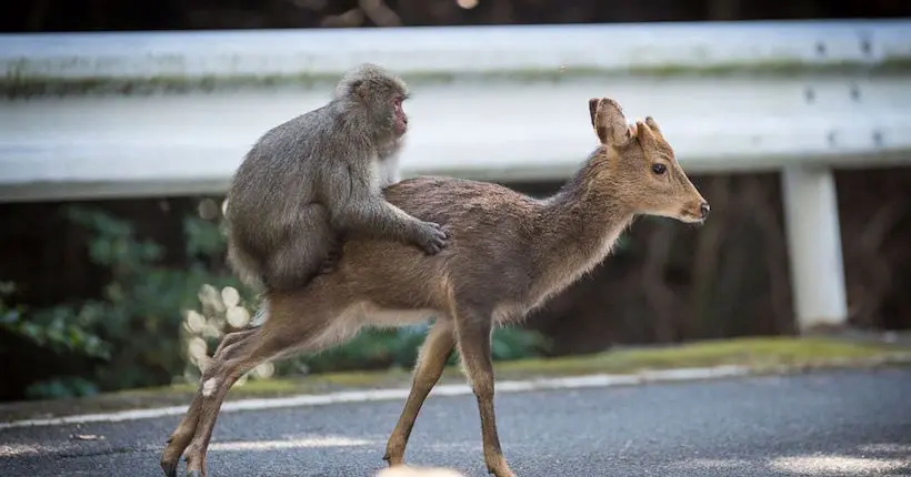 Pour la première fois, des scientifiques ont observé un rapport sexuel entre un singe… et une biche