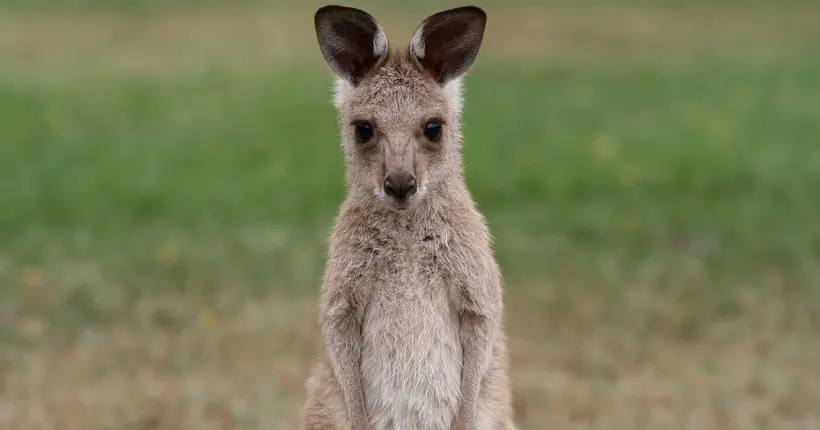 L’Australie prévoit d’abattre un million de kangourous en 2017
