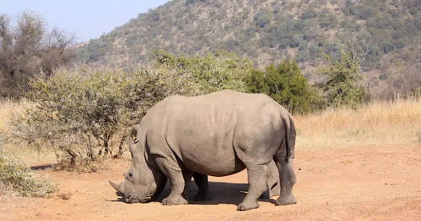 Au nom de la protection des rhinocéros, les gardes du parc de Kaziranga tirent à vue sur les braconniers