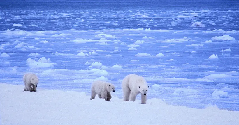 Des scientifiques envisagent de recongeler l’Arctique pour lutter contre la fonte des glaces