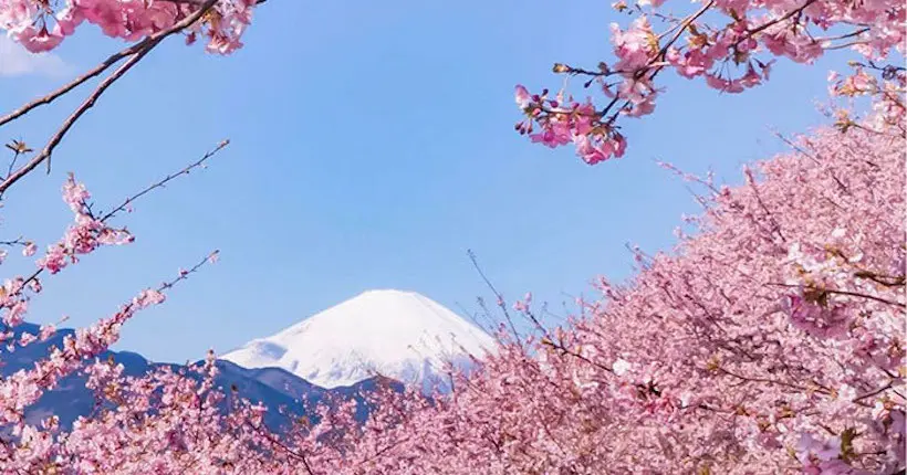 Les magnifiques fleurs de cerisier sont en avance cette année au Japon