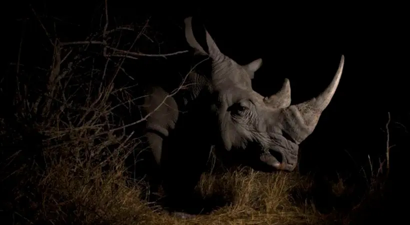 Des photographes animaliers s’unissent pour lutter contre l’extinction du rhinocéros