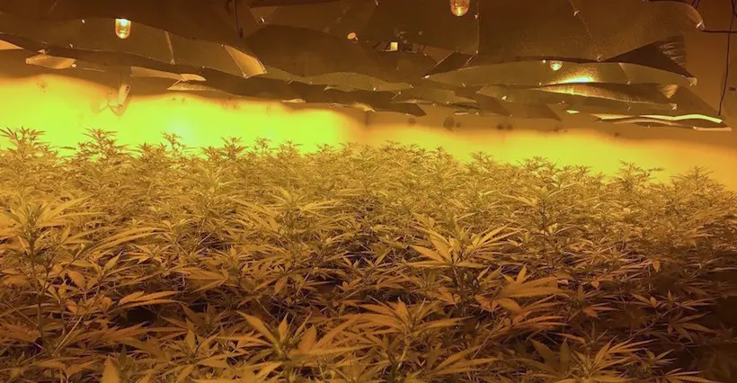 La police britannique a trouvé une énorme plantation de cannabis dans un abri nucléaire