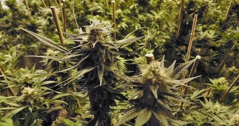 En 2016, le Colorado a vendu pour 1,3 milliard de dollars de weed légale