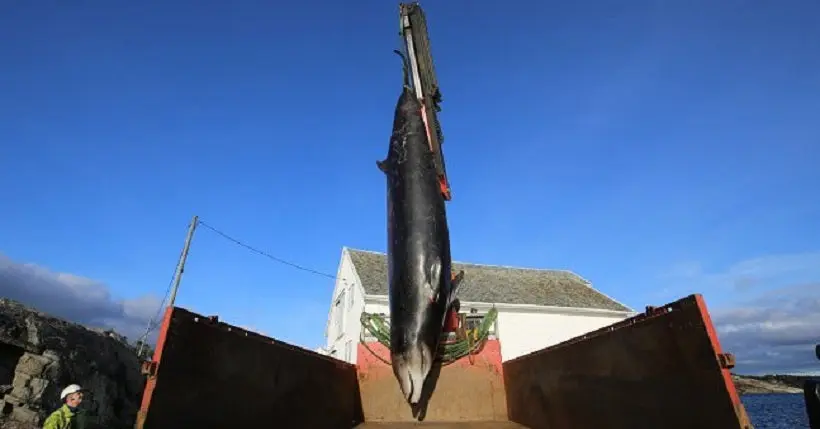 Après avoir ingéré plus de 30 sacs en plastique, une baleine a dû être euthanasiée