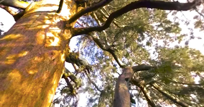 Vidéo : expédition à 360 degrés en haut des plus grands arbres du monde