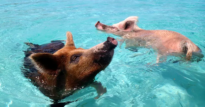 Plusieurs des célèbres cochons nageurs des Bahamas mystérieusement retrouvés morts
