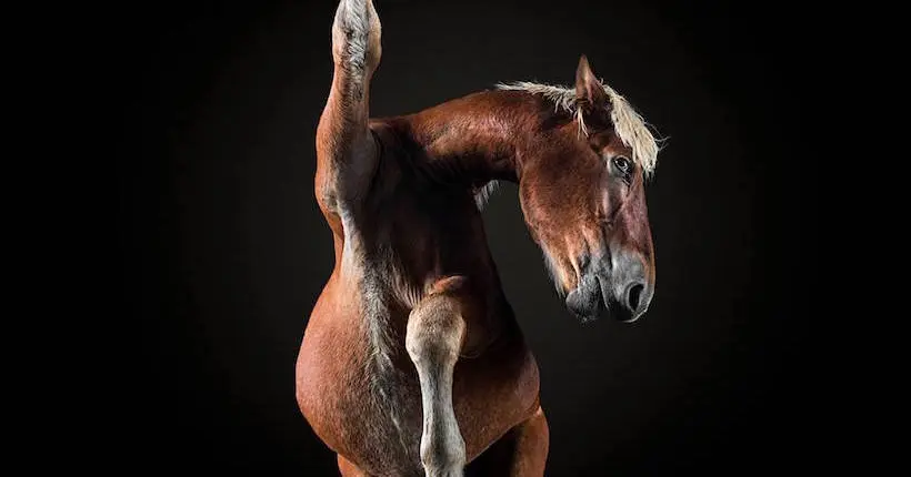 Sous les jupes des chevaux avec l’équipe d’Andrius Burba