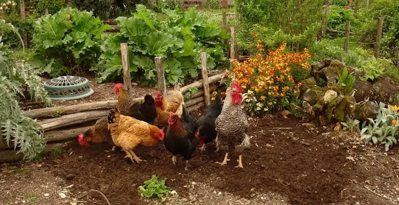 Ils créent une maison de retraite pour les poules pondeuses destinées à l’abattoir 