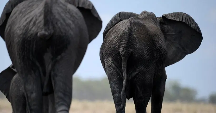 Un des derniers éléphants aux “défenses géantes” a été tué au Kenya