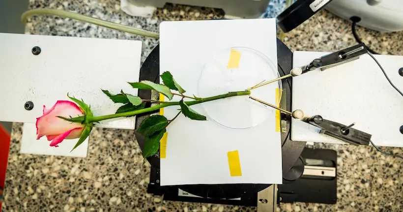 Des chercheurs ont mis au point une rose électronique qui stocke de l’énergie