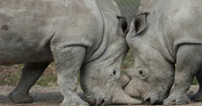 Pour la première fois en France, un rhinocéros a été tué par des braconniers