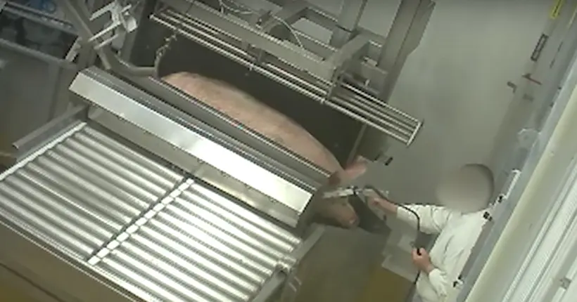 Le premier procès pour maltraitance animale dans un abattoir s’ouvre en France
