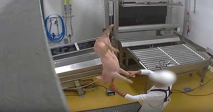 Abattoir du Vigan : jusqu’à un an de prison avec sursis requis pour cruauté envers les animaux
