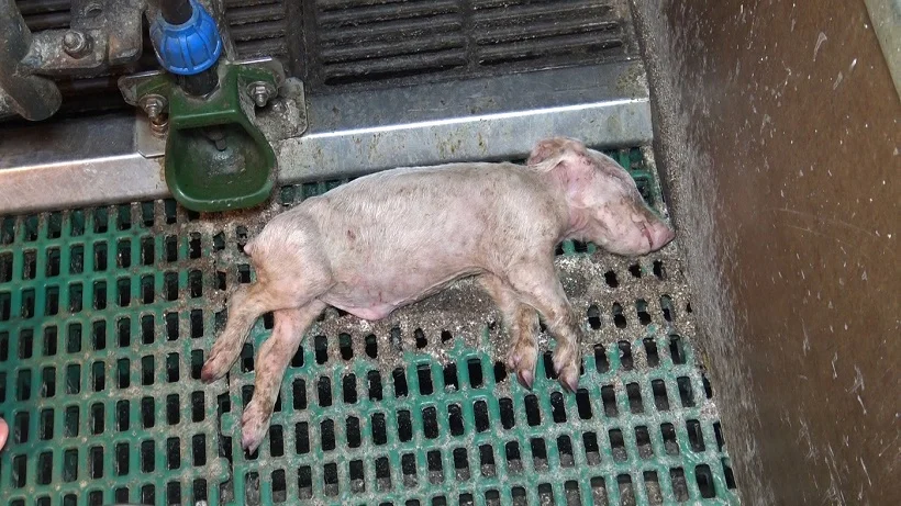 Vidéo : L214 met en lumière l’hygiène déplorable d’un élevage de porcs dans le Finistère
