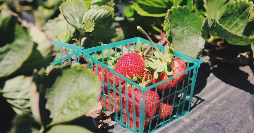 Un producteur de fraises français porte plainte contre l’Espagne