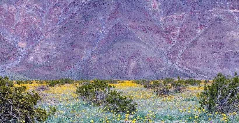 L’aride désert californien se couvre de milliers de fleurs multicolores