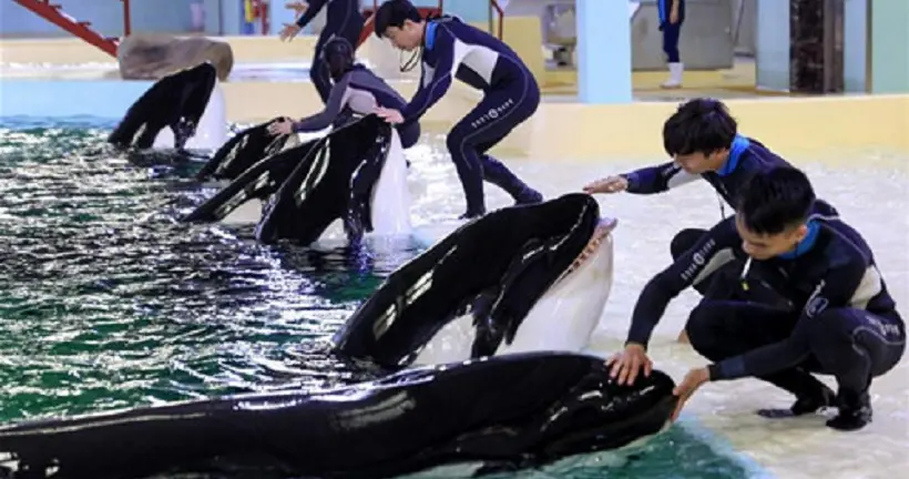 Au secours, la Chine se lance dans les attractions marines avec des orques