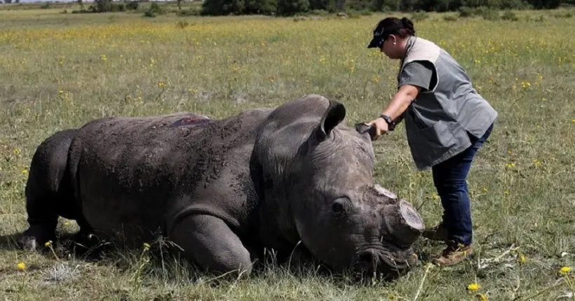 Contre le braconnage, des zoos européens ont décidé de décorner leurs rhinocéros
