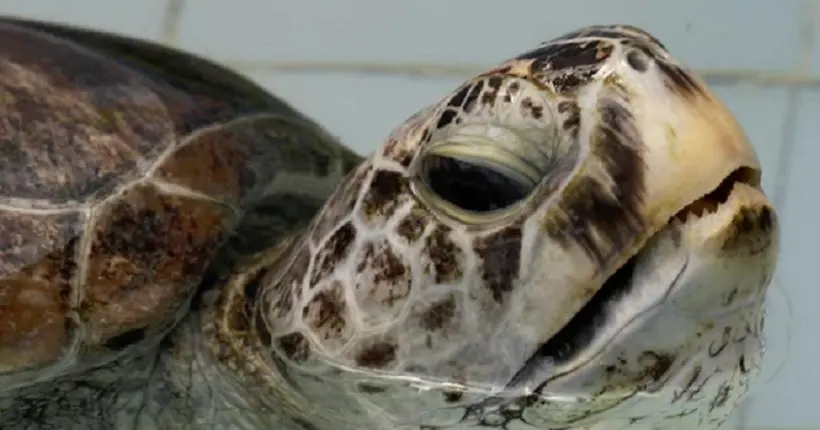 Tirelire, la tortue thaïlandaise qui avait avalé 915 pièces, n’a pas survécu à son opération