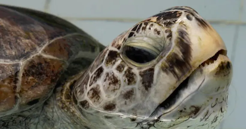 En Thaïlande, 915 pièces jetées par des touristes ont été retirées de l’estomac d’une tortue