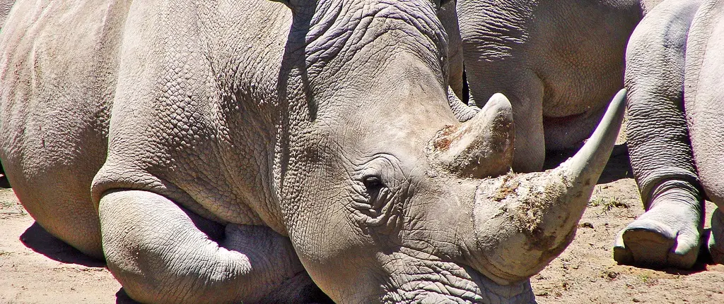 La vente de cornes de rhinocéros est de nouveau autorisée en Afrique du Sud